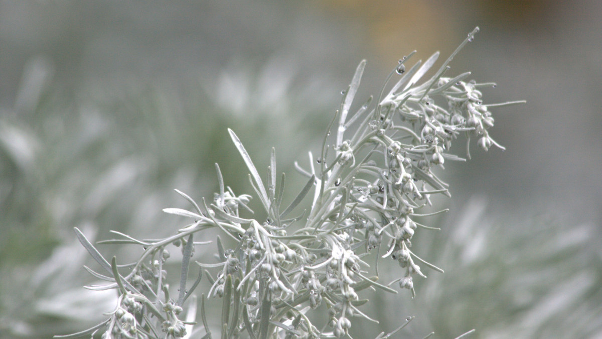 Soft silver dew-drenched Artemisia flowers and foliage