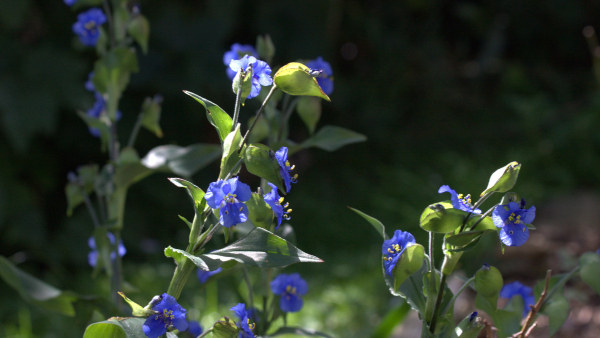 Bright blue Commelina blooms light up against dark shade. Light can shine in your life too.