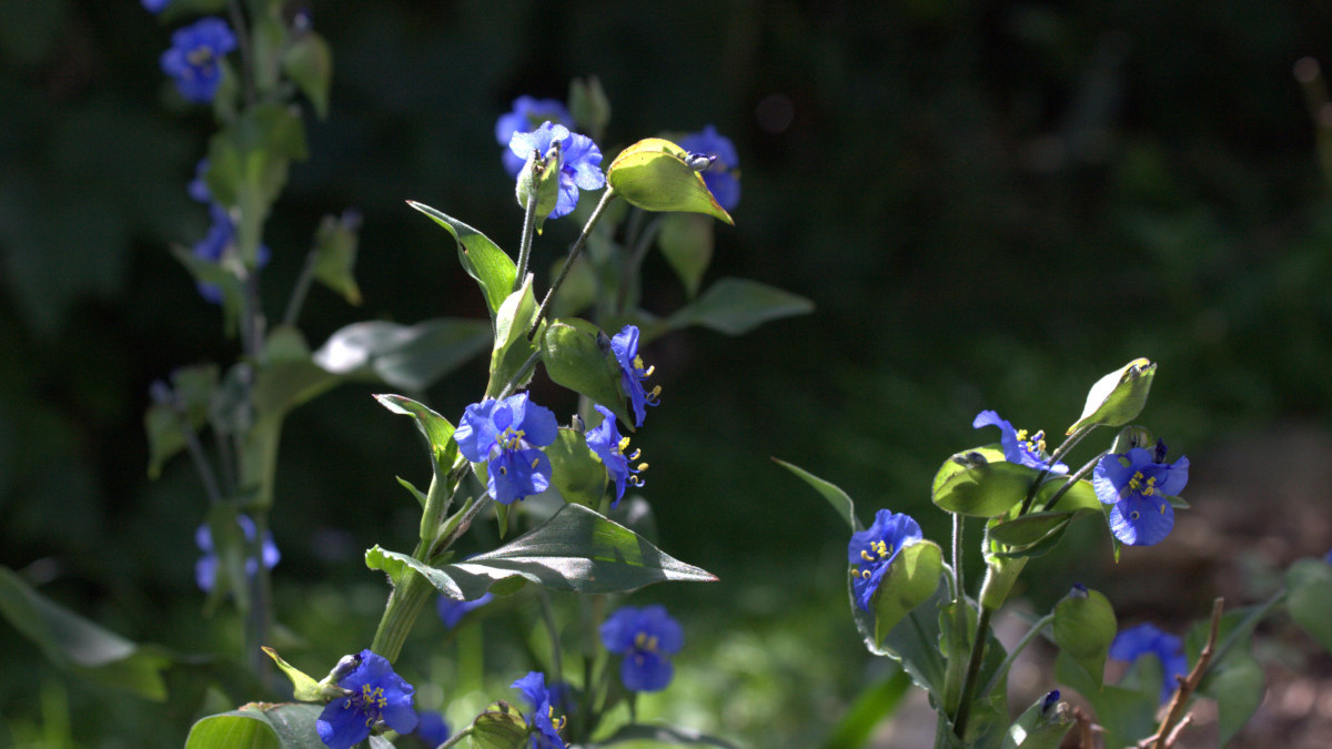 Bright blue Commelina blooms light up against dark shade. Light can shine in your life too.