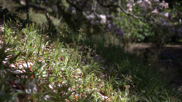 Fallen magnolia petals carpet a bank at the Botanic Gardens in Wellington, NZ