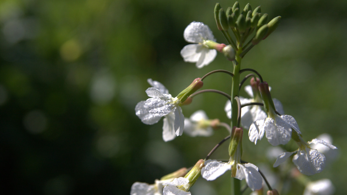 Delicate pure white orchids