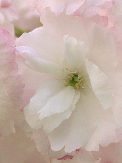 Soft pink spring cherry blossom reflects the warmth and softness which comes from practicing HeartMath techniques