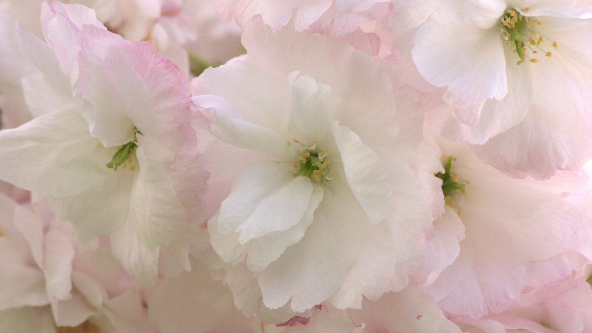 Soft pink spring cherry blossom reflects the warmth and softness which comes from practicing HeartMath techniques