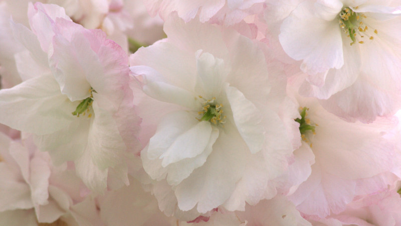 Soft pink spring cherry blossom reflects the warmth and softness which comes from practicing HeartMath techniques