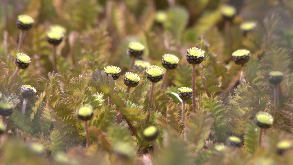 Bright cotula flowers surrounded by tiny fern-like foliage.