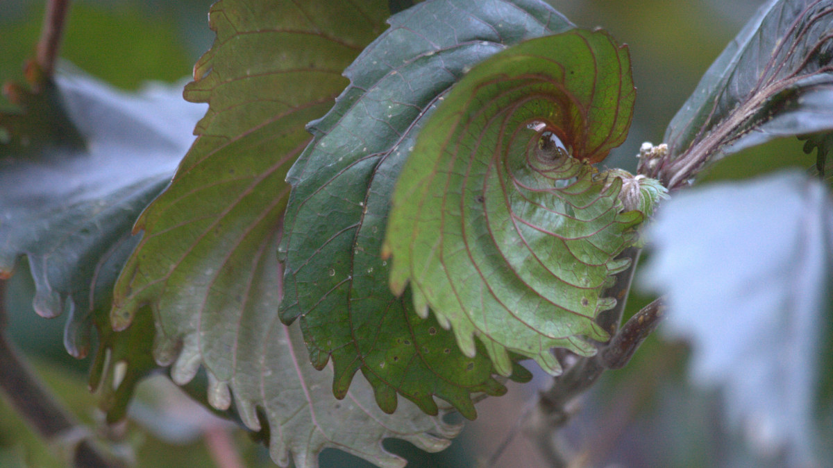 A dead leaf is caught in a fresh green fern frond.