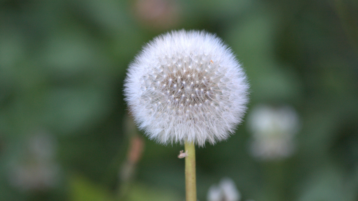 A tui flies free into a blue sky in the same way that Clinical EFT Emotional Freedom Techniques will help you to free yourself and fly.