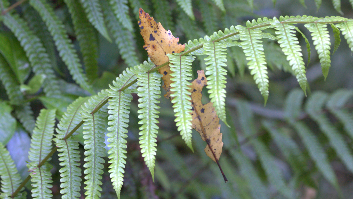 A dead leaf is caught in a fresh green fern frond.