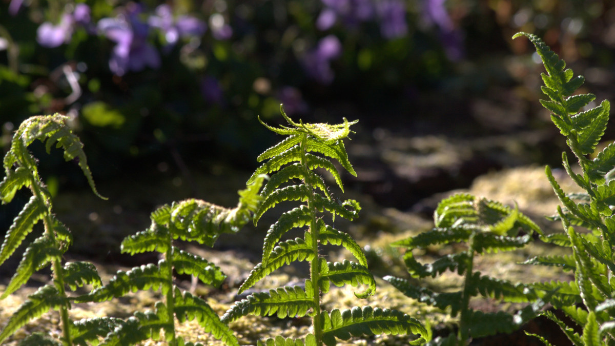 Green fern fronds unfurl in morning sunshine.