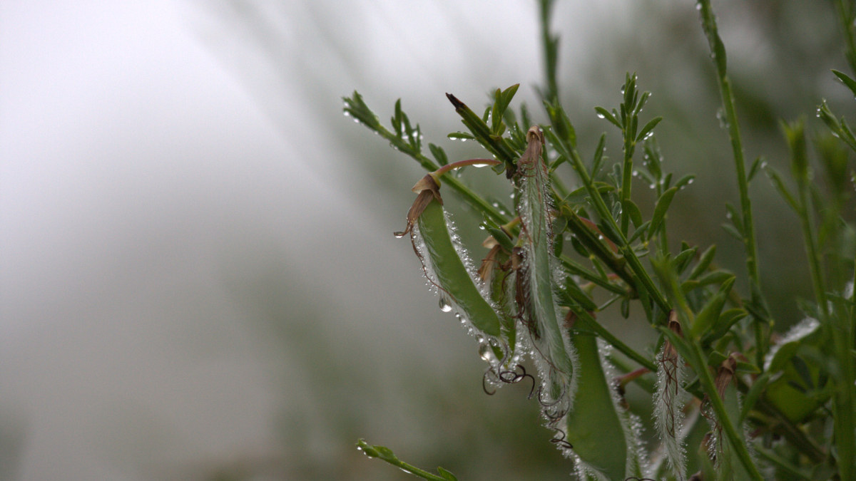 Jewels of mist adorn green broom pods on a cold, dark day