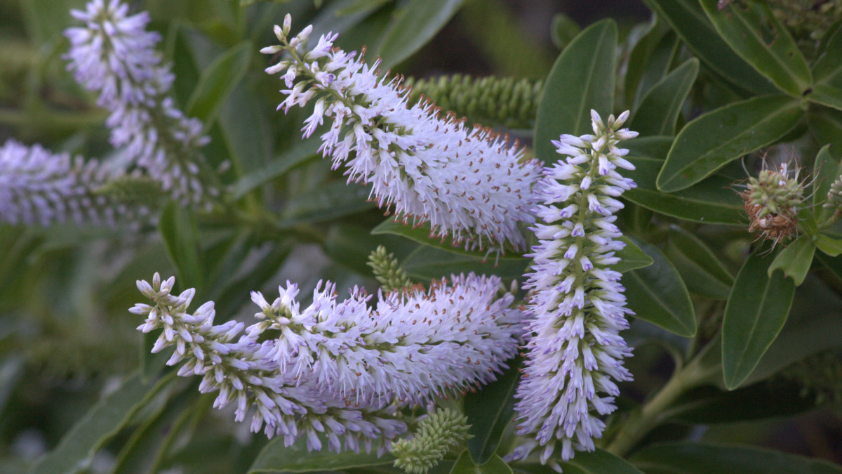 A dead leaf is caught in a fresh green fern frond.