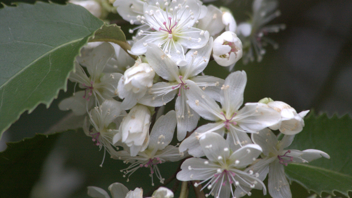 Soft white lacebark flowers with pink stamens
