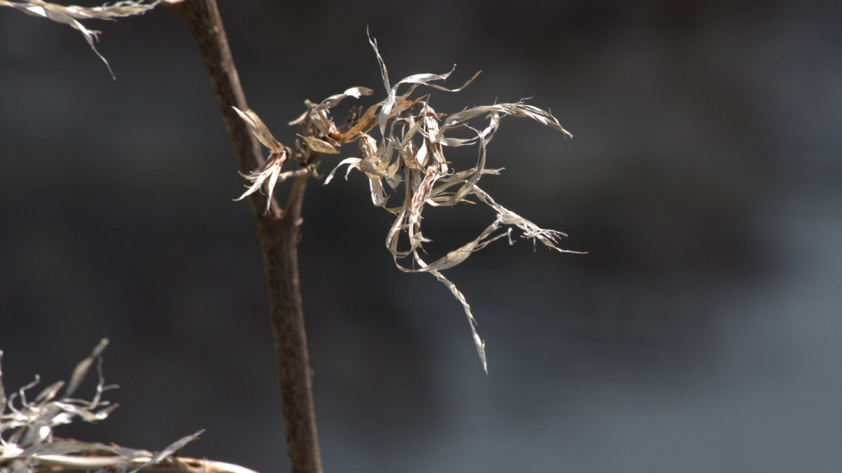 Life can seem as tangled and battered as these weather-worn flax seedpods but it doesn't have to stay that way.
