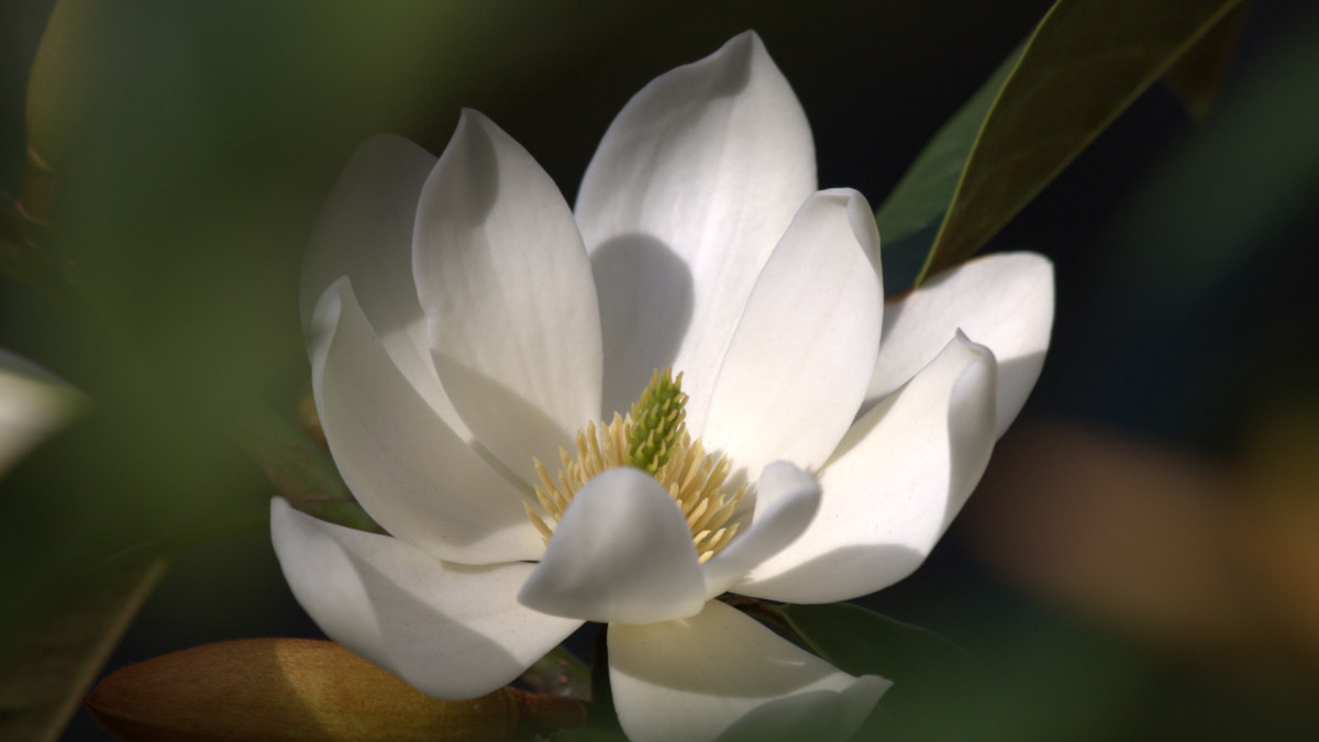 Delicate pure white orchids