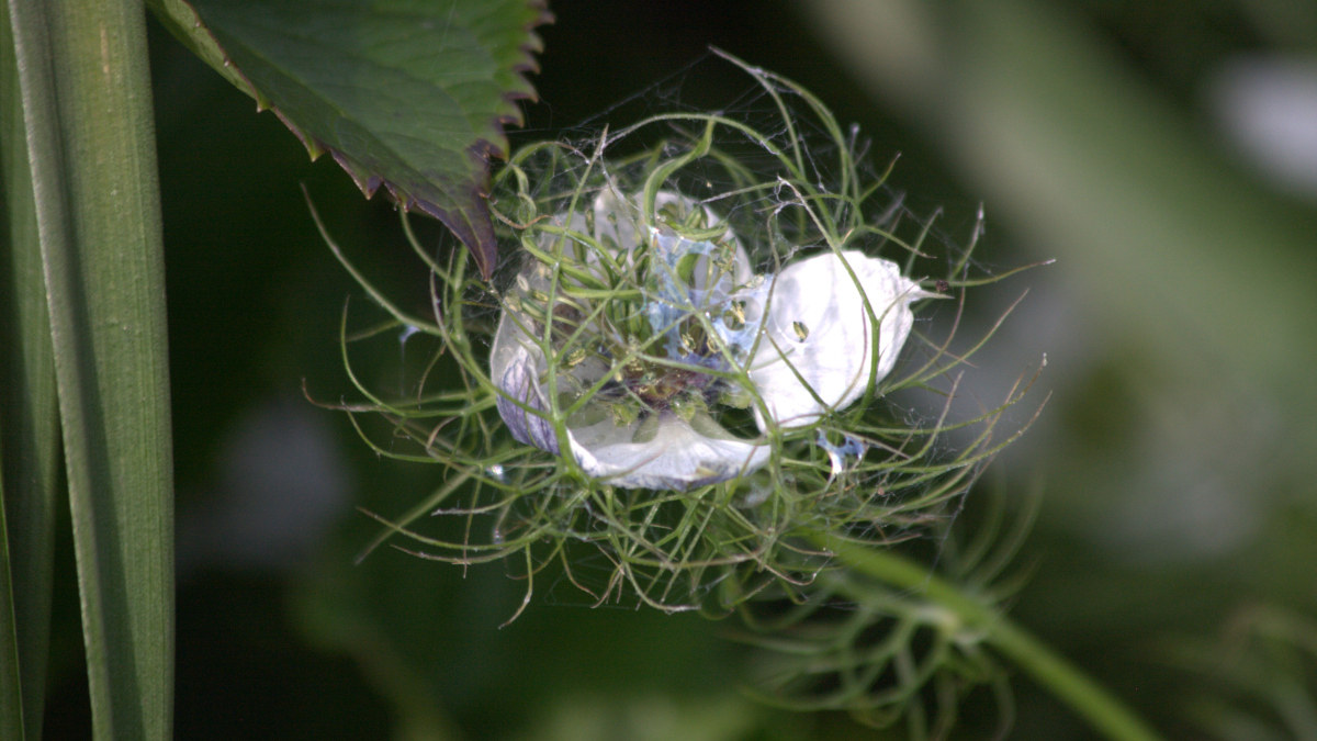 A single Nigella flower - Love-in-the-mist