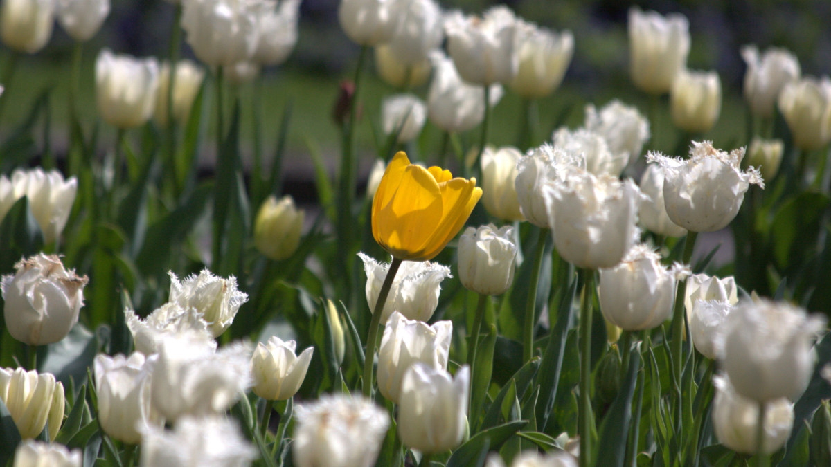 A yellow tulip stands alone in a bed of white tulips