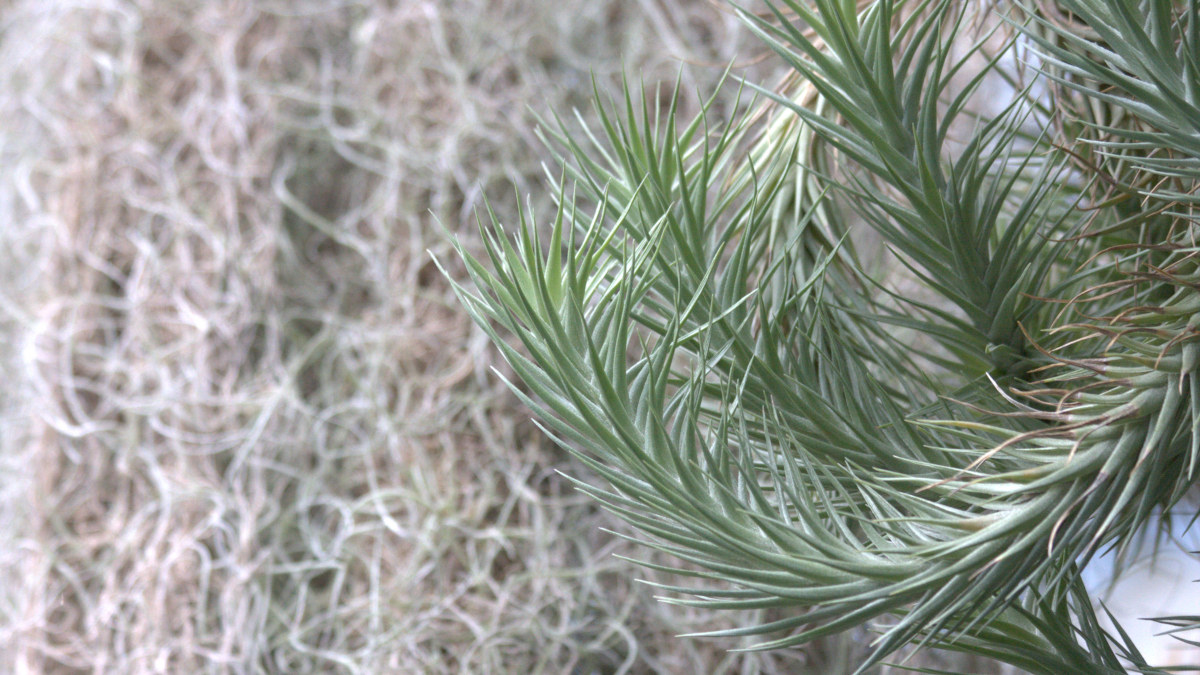 A tui flies free into a blue sky in the same way that Clinical EFT Emotional Freedom Techniques will help you to free yourself and fly.