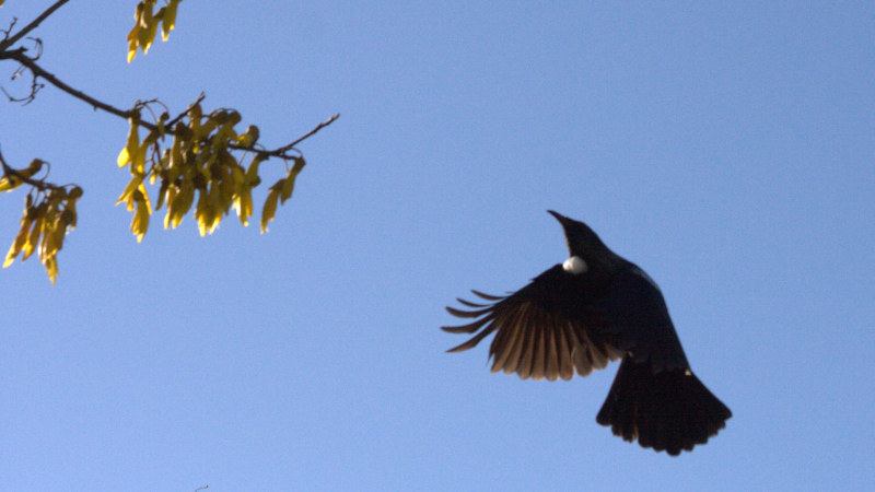 A tui flies free into a blue sky in the same way that Clinical EFT Emotional Freedom Techniques will help you to free yourself and fly.