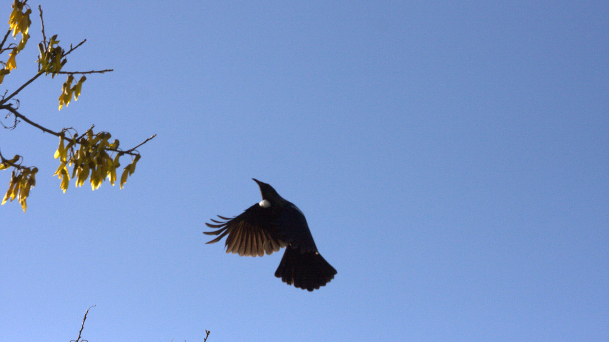 A tui flies free into a blue sky in the same way that Clinical EFT Emotional Freedom Techniques will help you to free yourself and fly.