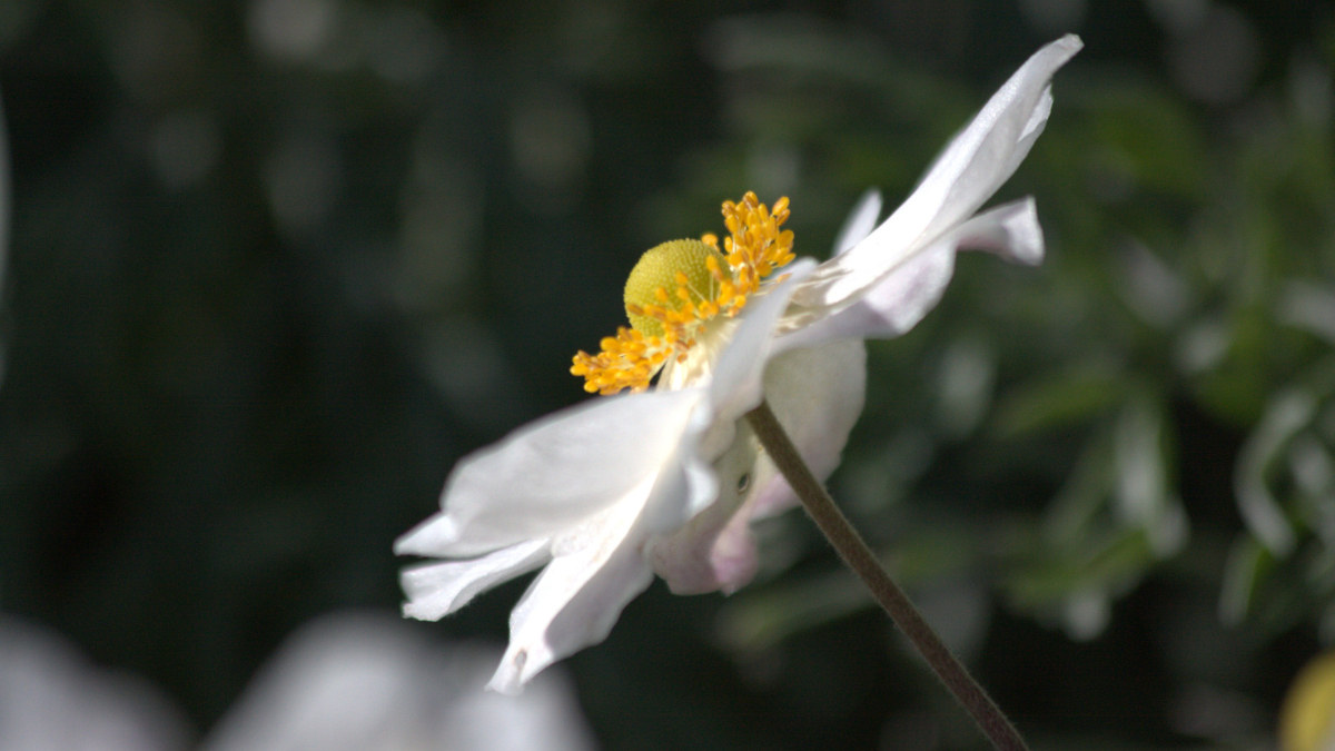 A white japanese anemone flower with bright yellow stamens