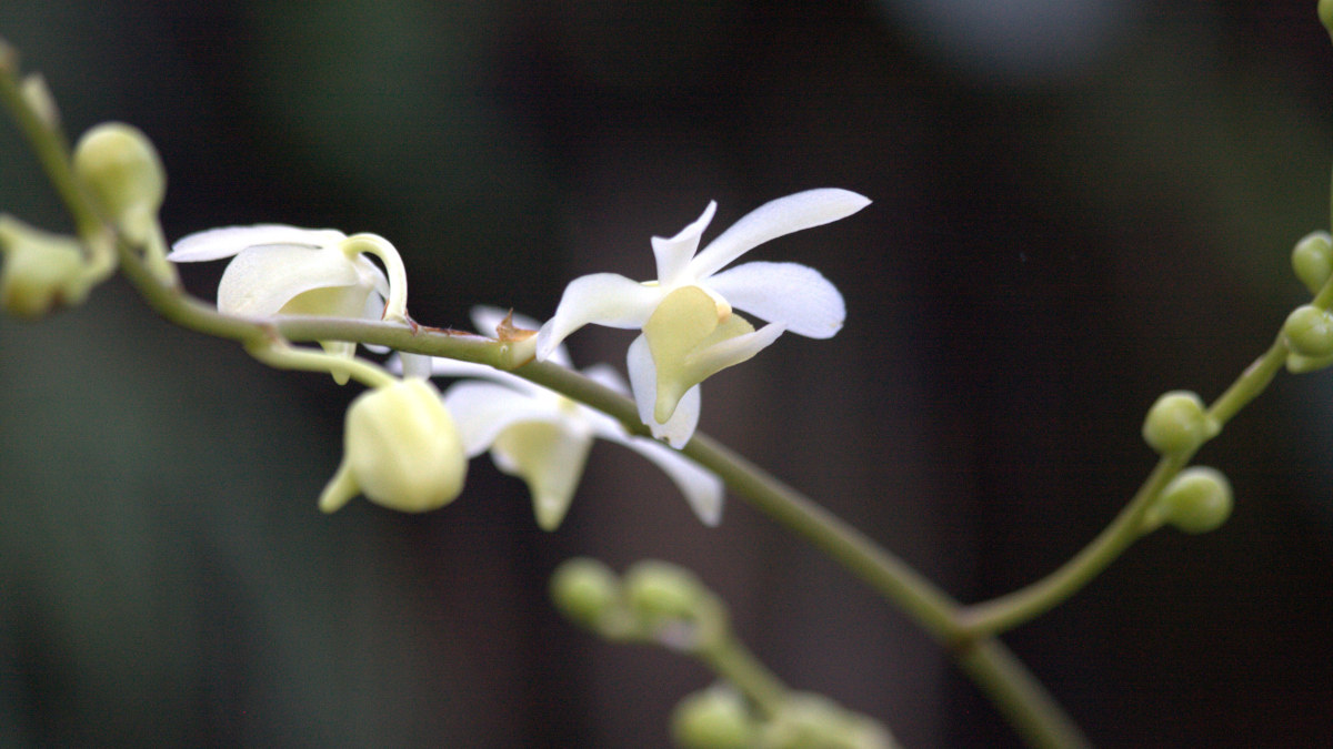 Delicate pure white orchids