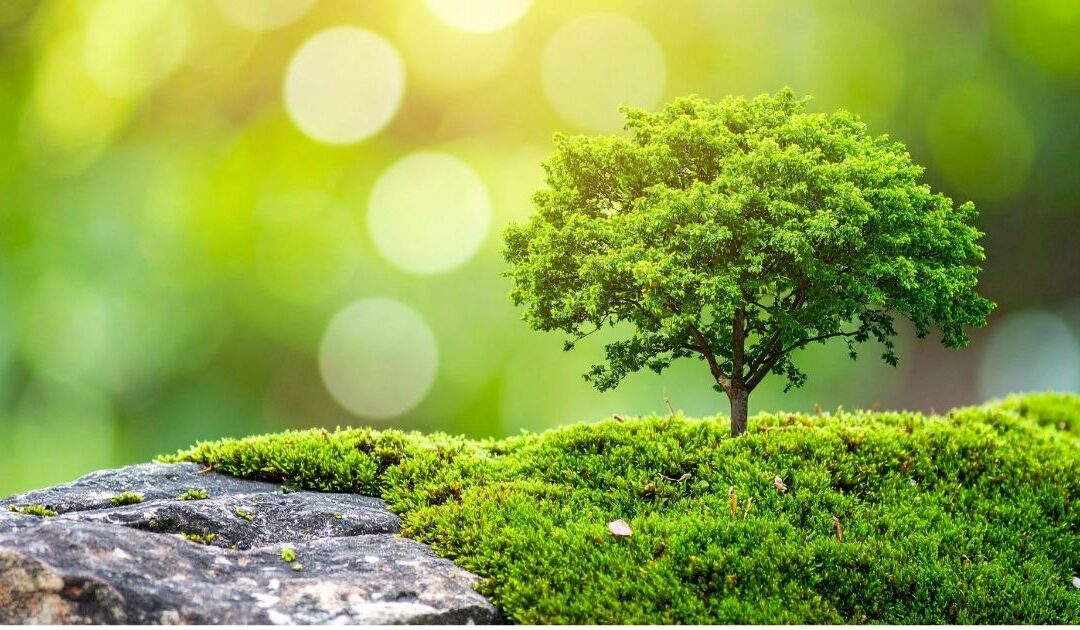 Young tree growing from a crack in a rock, symbolising healing and resilience after trauma.