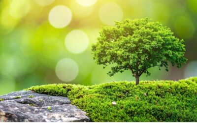 Healing After Trauma: Understanding Post-Traumatic Growth